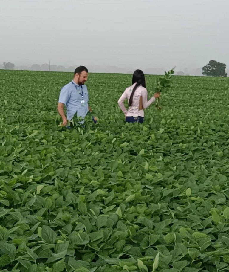 Primeiros focos de ferrugem asiática são confirmados em lavouras de soja de Rio Verde e Montividiu