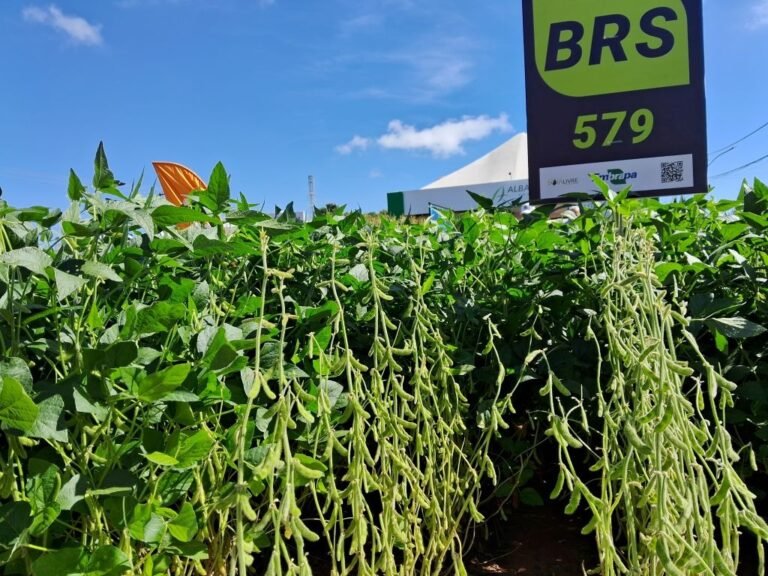 Nova soja convencional combina produtividade e controle de plantas daninhas