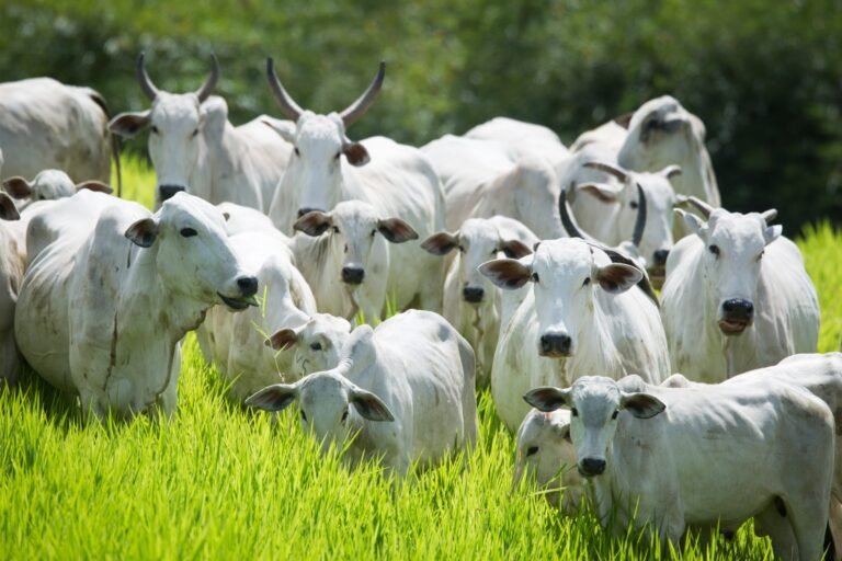 Declaração de Rebanho 2026 em Goiás tem prazo definido: pecuaristas devem atualizar dados entre 1º e 31 de maio