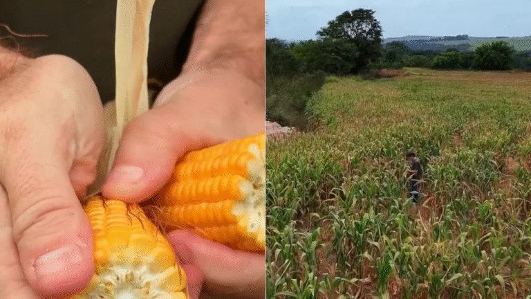 Enquanto a seca castiga o campo, produtor rural mostra prejuízo na lavoura e destaca medida que pode evitar colapso do agro